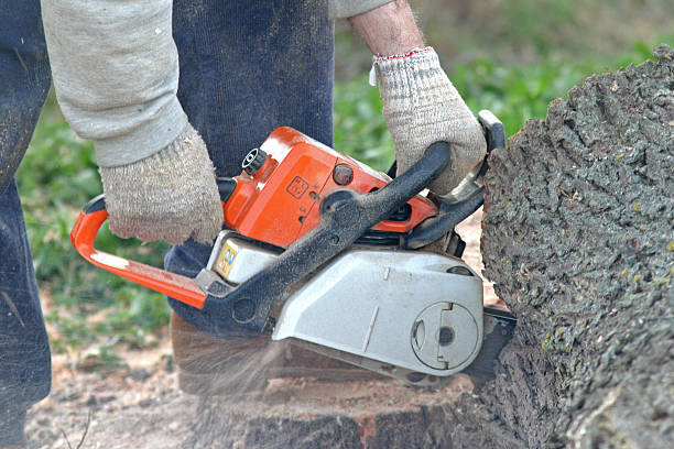 Best Weed Control  in Stonewall, LA