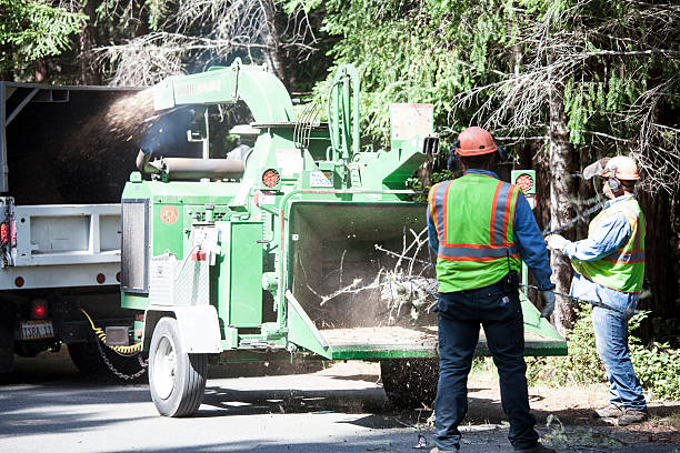 Best Hazardous Tree Removal  in Stonewall, LA